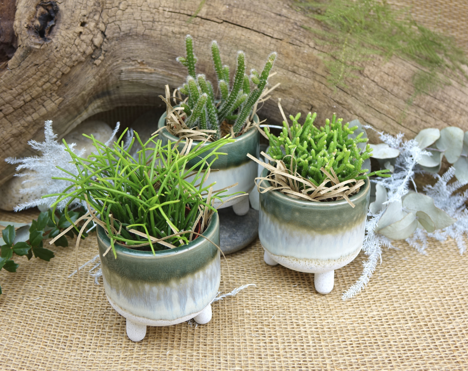 Mini Plant in Glaze pot