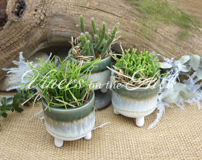 Plants Image